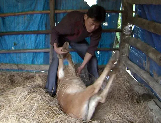 Miền Trung: Rét đột ngột, gia súc chết hàng loạt