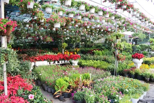 Hoa tết được mùa