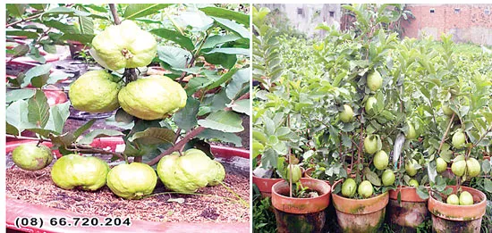 Một nông dân bán vườn ổi siêu trái giúp người nghèo ăn Tết