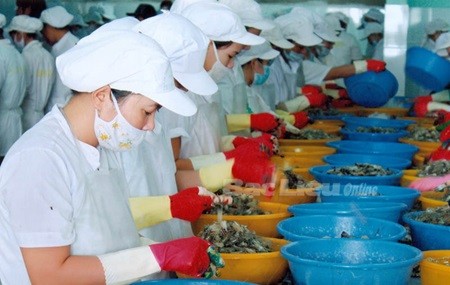Shrimp exports to the US market will increase in 2016 -VNS Photo