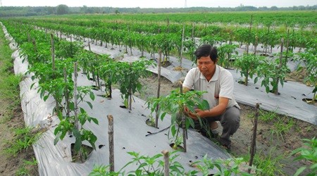 A farmer in HCM City cultivates clean vegetables following VietGAP standards in his 38-hectare farm. A five-year plan to promote cultivation of organic and safe vegetables has been approved by local authorities. (Photo: VNA/VNS)