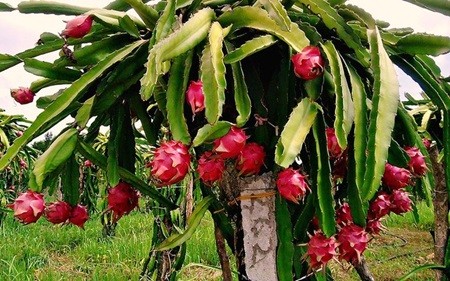 The local farmers were rushing to grow red flesh dragon fruit despite low output in cultivation. — Photo dantri4.vcmedia.vn