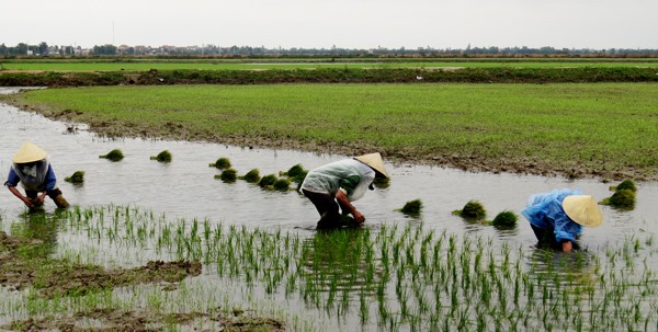 Farmers seed to winter-spring rice harvest. (Photo:SGGP)