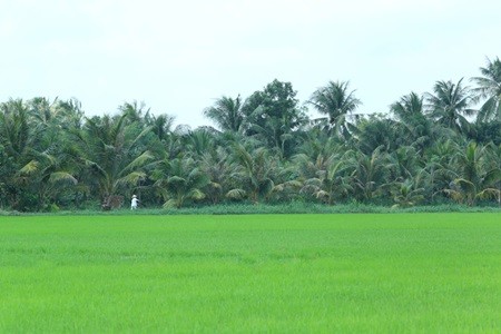 Betrimex buys coconuts from growers at fair prices, helping them feel secure about their livelihood. — VNS File photo