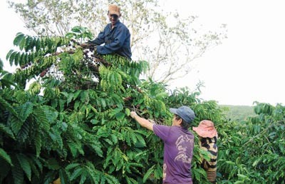 Local farmers do not hesitate to chop down coffee trees to grow banana, freen skin grapefruit and peper trees. Photo: SGGP