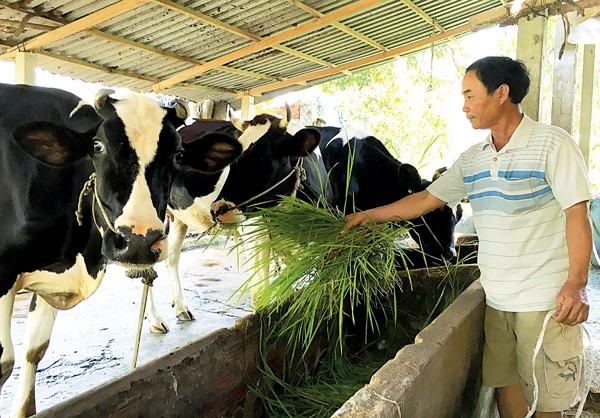 Farmer Nguyen Van Chai has been forced to sell his dairy herd because businesses have reduced prices and stopped purchase blaming high somatic cell count milk for the past year (Photo: SGGP)