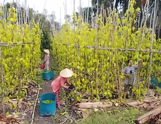 Tất bật trầu Vị Thủy ngày tết