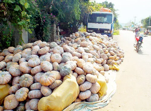 Bí đỏ “bí” đầu ra