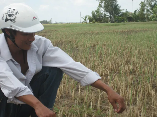 Nhiều tỉnh ĐBSCL bị nước mặn xâm nhập sâu vào đất liền