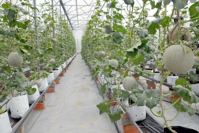 Hi-tech production of cantaloupe fruits which are grown in a glass house in Ho Chi Minh City. (Photo: VNA)