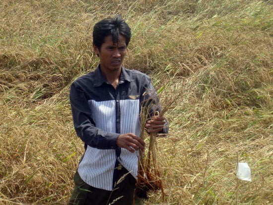 Paddy field in the Mekong delta die en mass due to drought and salinity (Photo: SGGP)