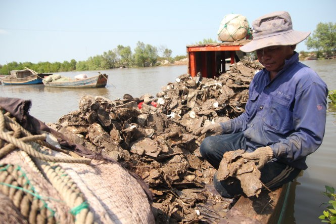 Oyster death was due to serious saltine water.