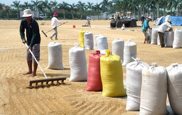 Farmers dry rice in the Mekong Delta (Photo: SGGP)