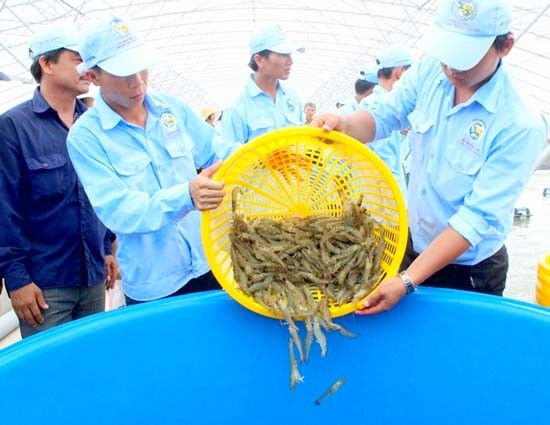 Drought, salinity has badly hit shrimp farming in the Mekong Delta (Photo: SGGP)