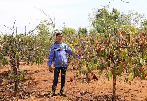 Plants withered due to hot weather. (Photo:SGGP)