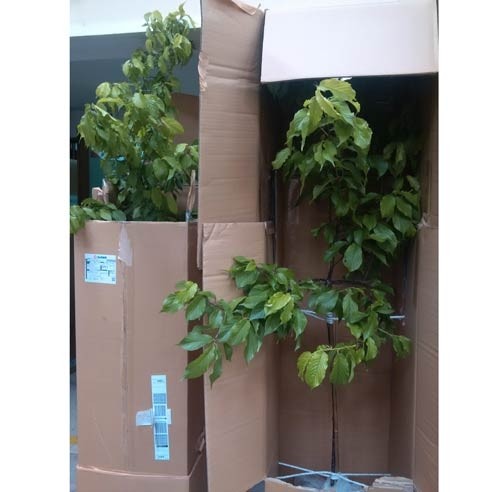 200 cherry trees and 10,000 branches of cherry blossoms arrived in Hanoi.