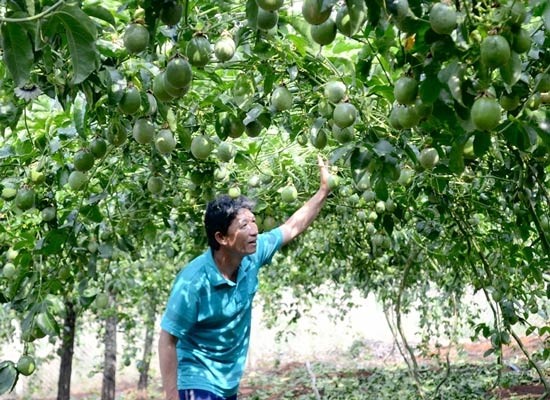Mrs. Nguyen Thi Lua's family in Ia Kha Town of Ia Grai District in Gia Lai Province earns at average VND1.5 million a day from passion fruits. (Photo: SGGP)