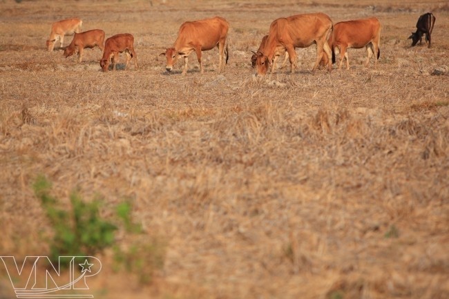 Provinces in the Tây Nguyên (Central Highlands) and south-central regions will have to reduce cultivation by a total area of 50,000 ha for the upcoming planting season because of continued drought.– VNA/VNS Photo