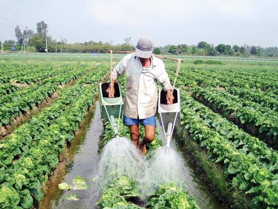 Vegetable farming has still been profitable amid the drought season alongside Hau river, Vinh Long province (Photo: SGGP)