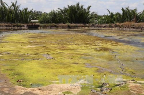 A deserted shrimp farming in Ca Mau due to seawater intrusion (Source: VNA)