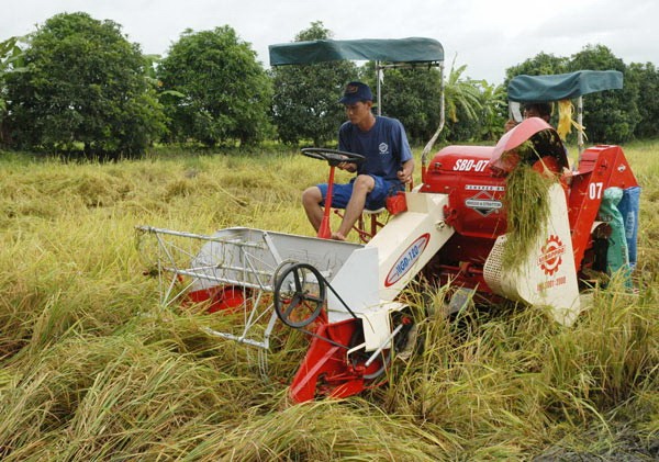 Rice harvest in the Mekong Delta (Photo: SGGP)