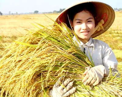 Rice prices are on the rise in the Mekong Delta -SGGP