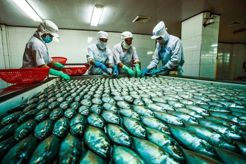 Workers process fish for export at Ngô Quyền Processing Export Joint Stocks Company in southern Kiên Giang Province. -- VNA/VNS Photo Trọng Đạt