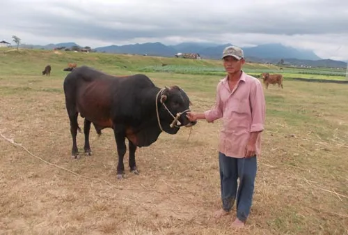 Đàn bò ở bãi bồi