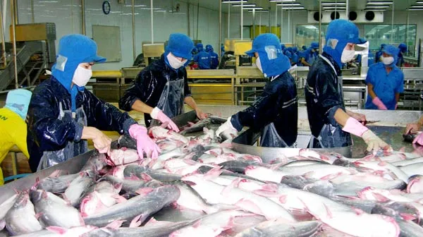 Nuôi cá tra lỗ 4.000- 5.000 đồng/kg vẫn khó bán