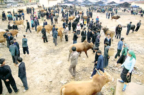 Chợ bò Mèo Vạc