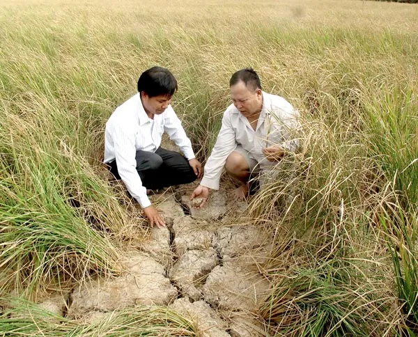 Gồng mình vượt qua hạn, mặn ảnh 4