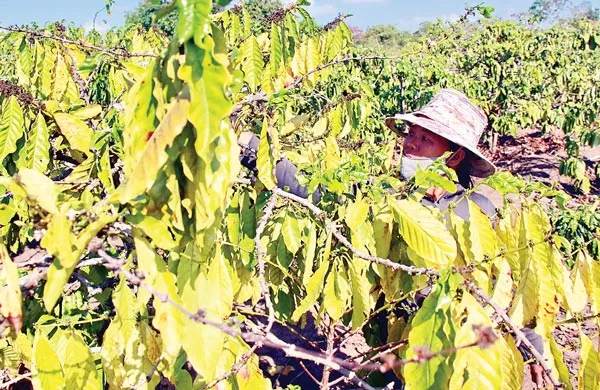 Gồng mình vượt qua hạn, mặn ảnh 6