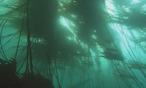 "Nín thở" lắng nghe thông điệp từ Biển ảnh 2