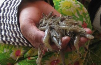 Serious drought, high salinity have caused the death of shrimps in the Mekong Delta.(Photo:SGGP)