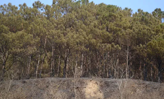 Cháy rừng thông tại Gia Lai