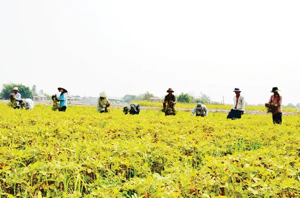 Vui buồn vào mùa