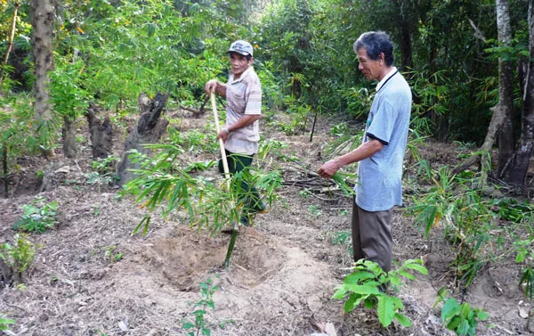 Làm giàu từ trang trại VietGAP