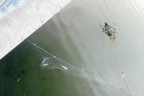 Lưới cá ở kênh Nhiêu Lộc