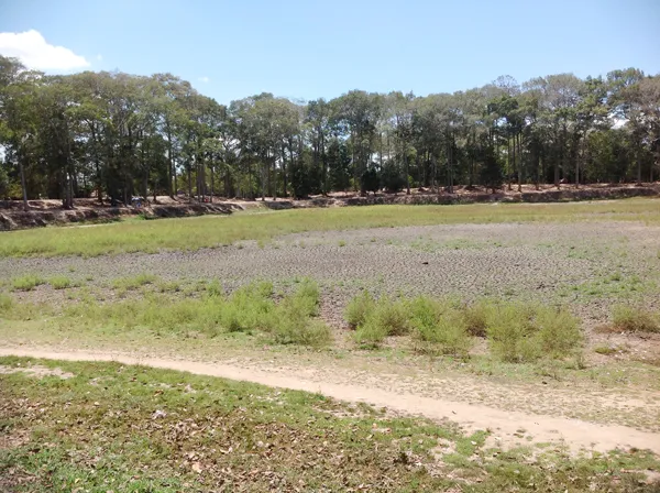 Ao Bà Om có nguy cơ xoá sổ vì khô hạn ảnh 2