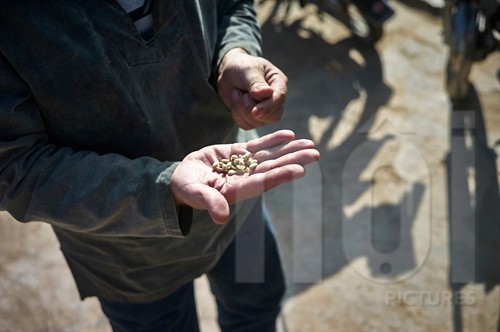 All natural: Pierre Morère shows the Arabica coffee beans before roasting, which is all done manually.— Photo noipictures.photoshelter.com