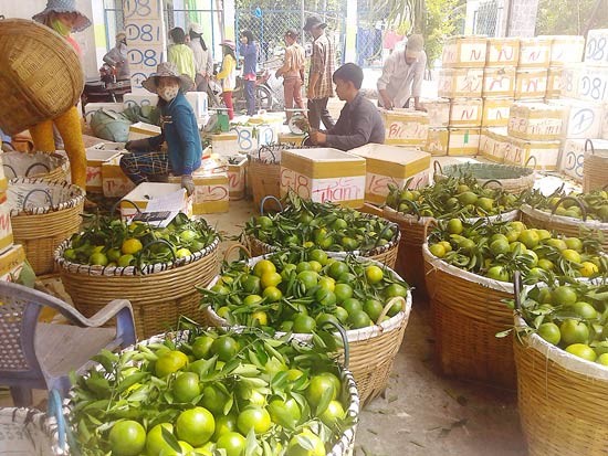 Traders buy tangerine in Lai Vung District of Dong Thap Province (Photo: SGGP)