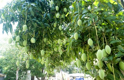 Mango trees in Mekong Delta