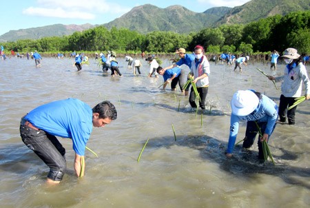 Mangrove afforestation has been extended to protect marine environment in Vietnam (Photo: SGGP)