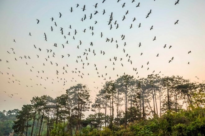 Asian openbill storks migrate to Dien Bien (Source: VNA)