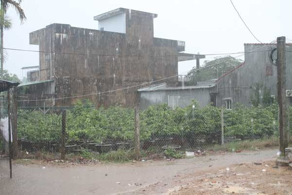 The first rain covers Quang Ngai province.(Photo:SGGP)