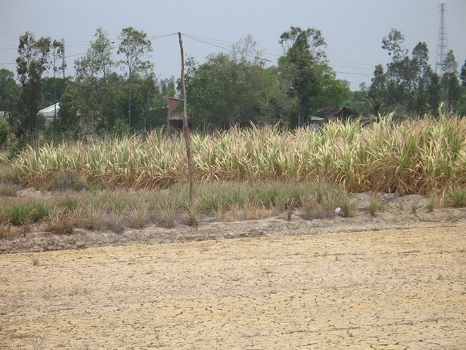 A sugar cane field is damaged by drought in Tan Phu Dong district of the Mekong Delta province of Tien Giang (Photo: VNA)