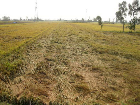 A large area of paddy is fallen because of heavy rains. (Photo: SGGP)