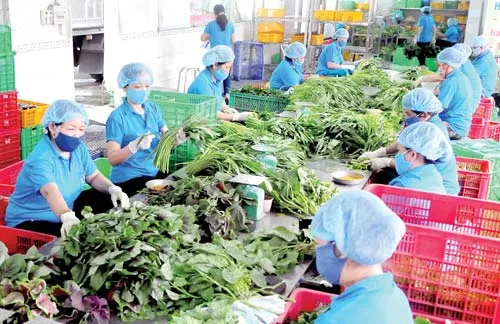 Đầu tư sản xuất thực phẩm sạch - Xu hướng phát triển tất yếu