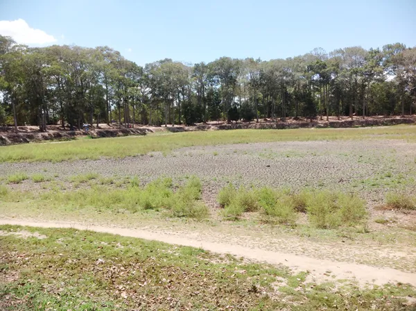 Ao Bà Om có nguy cơ xoá sổ vì khô hạn