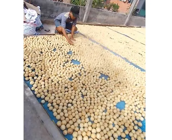 Nắng hạn kéo dài, nhớ hoài chanh muối